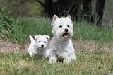 WESTIE 071